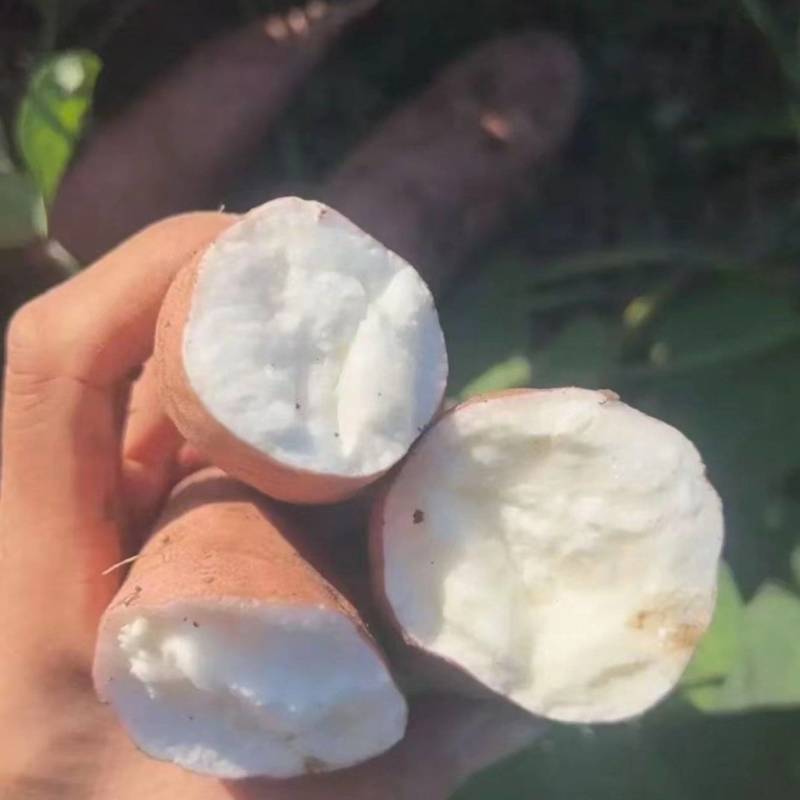 白哈密红薯