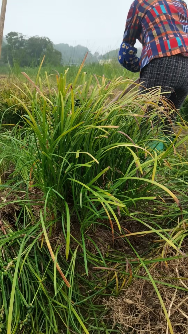 大叶麦冬