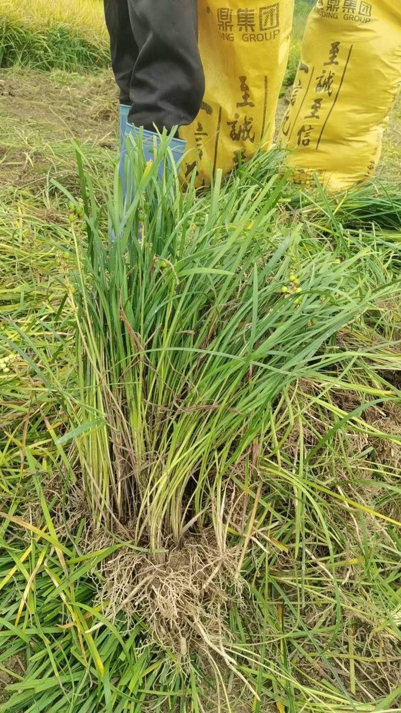 大叶麦冬