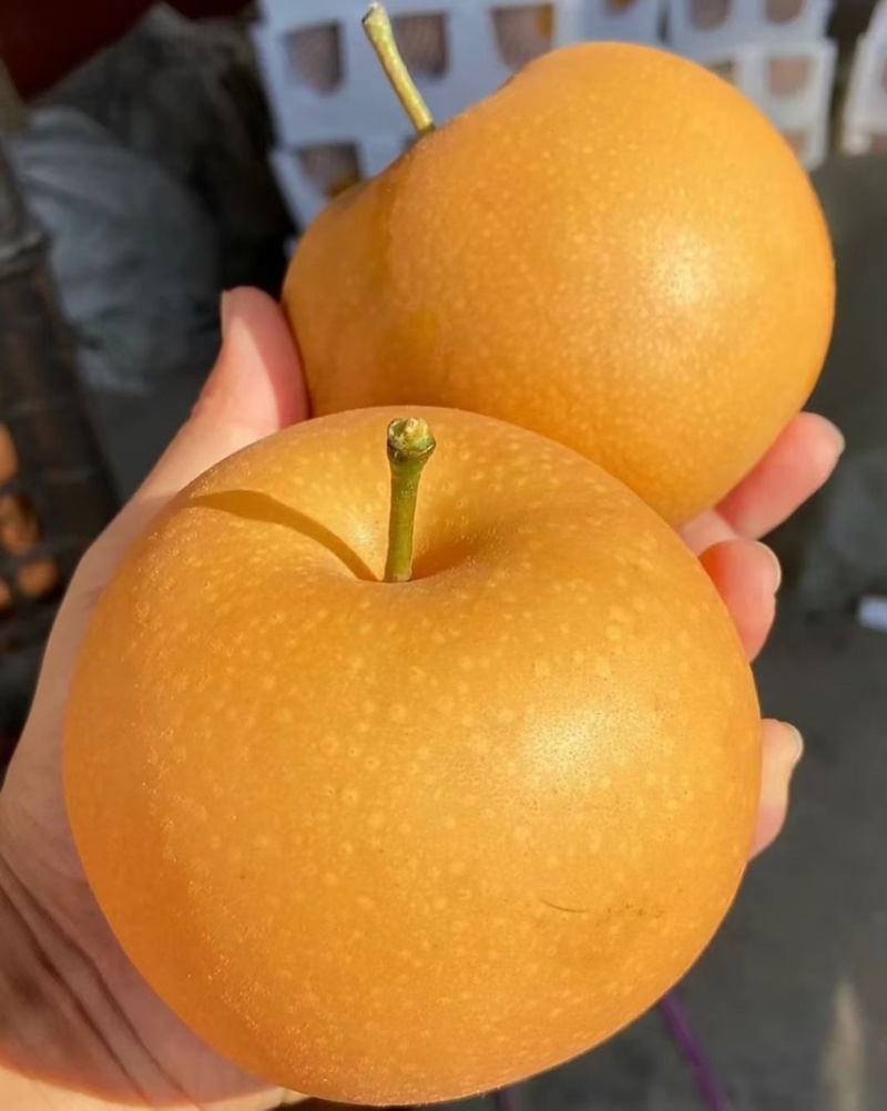 晚秋黄梨大量上市产地头茬果新鲜现货欢迎选购