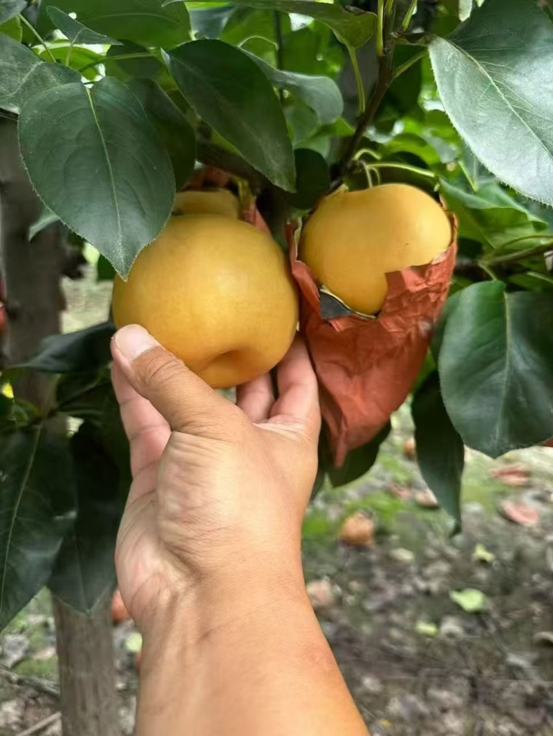 晚秋黄梨大量上市产地头茬果新鲜现货欢迎选购