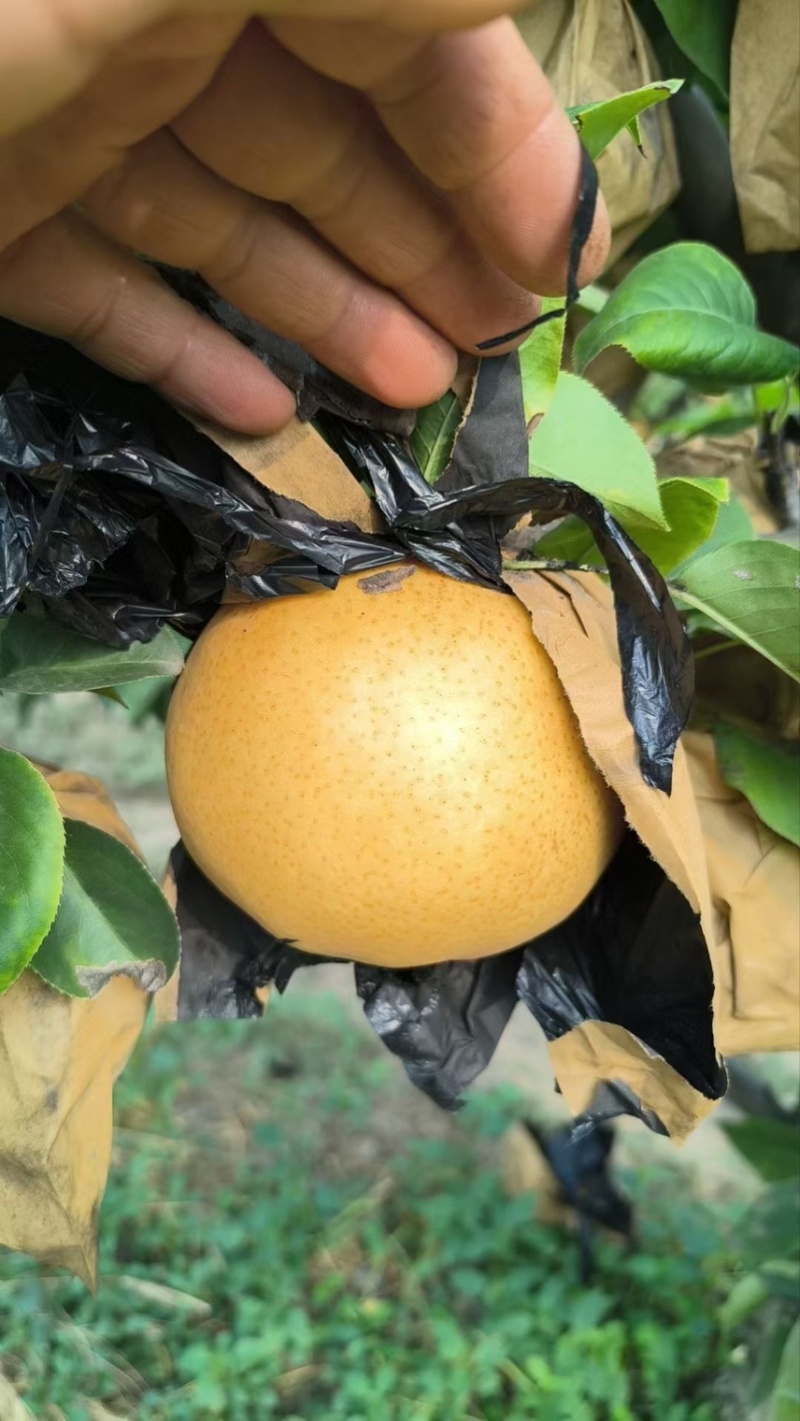 晚秋黄梨大量上市产地头茬果新鲜现货欢迎选购