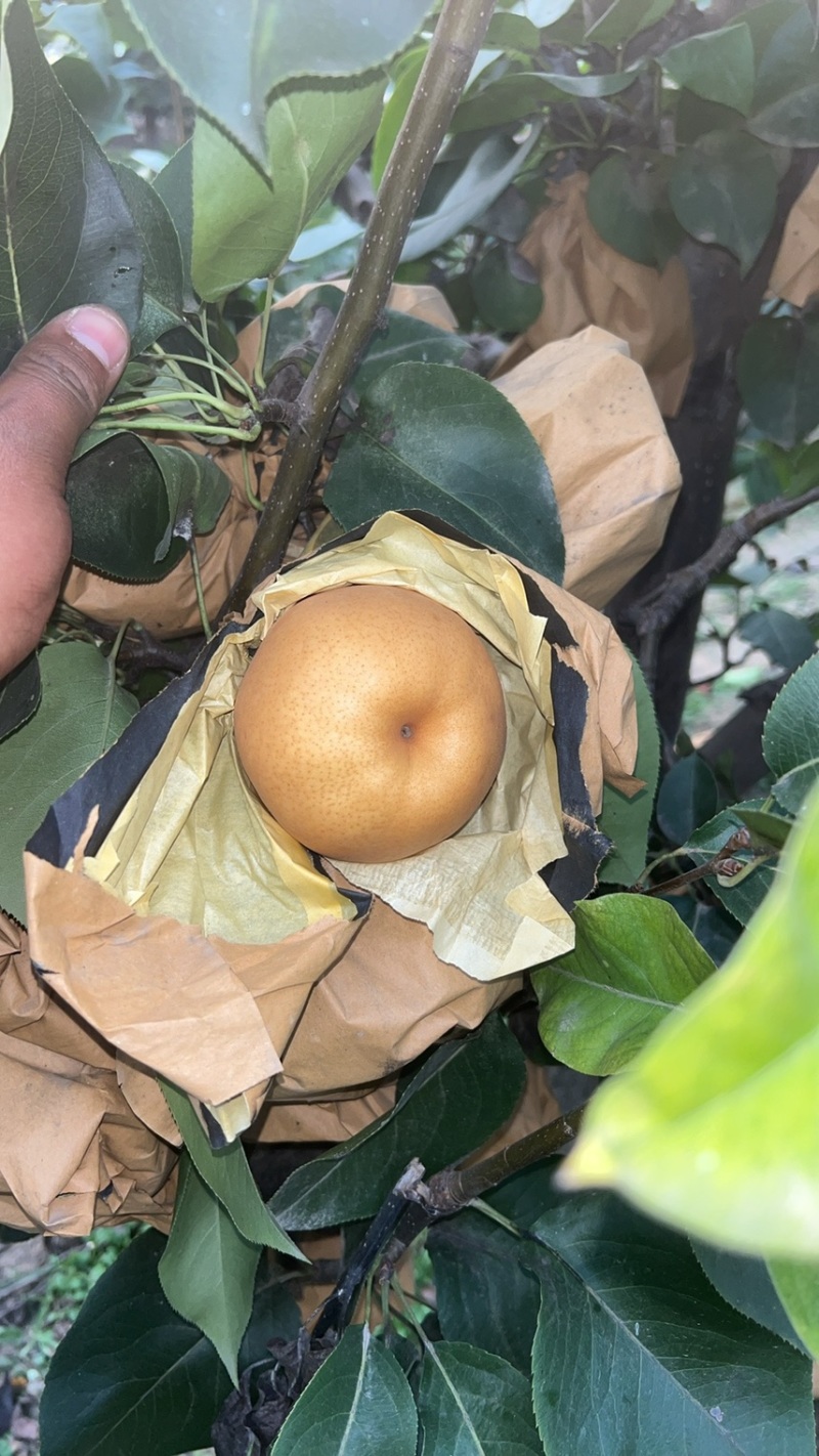 晚秋黄梨大量上市产地头茬果新鲜现货欢迎选购