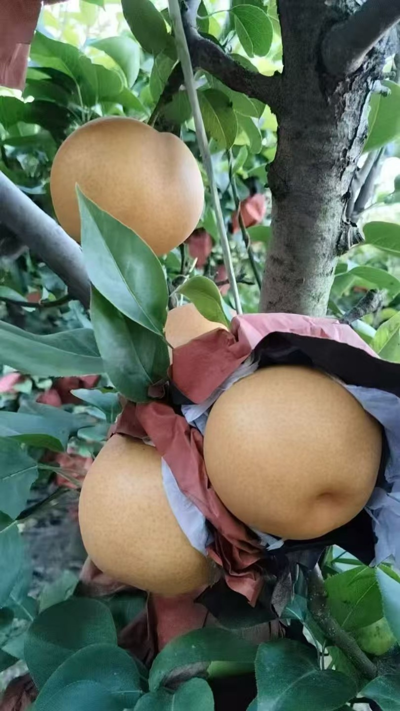 晚秋黄梨大量上市产地头茬果新鲜现货欢迎选购