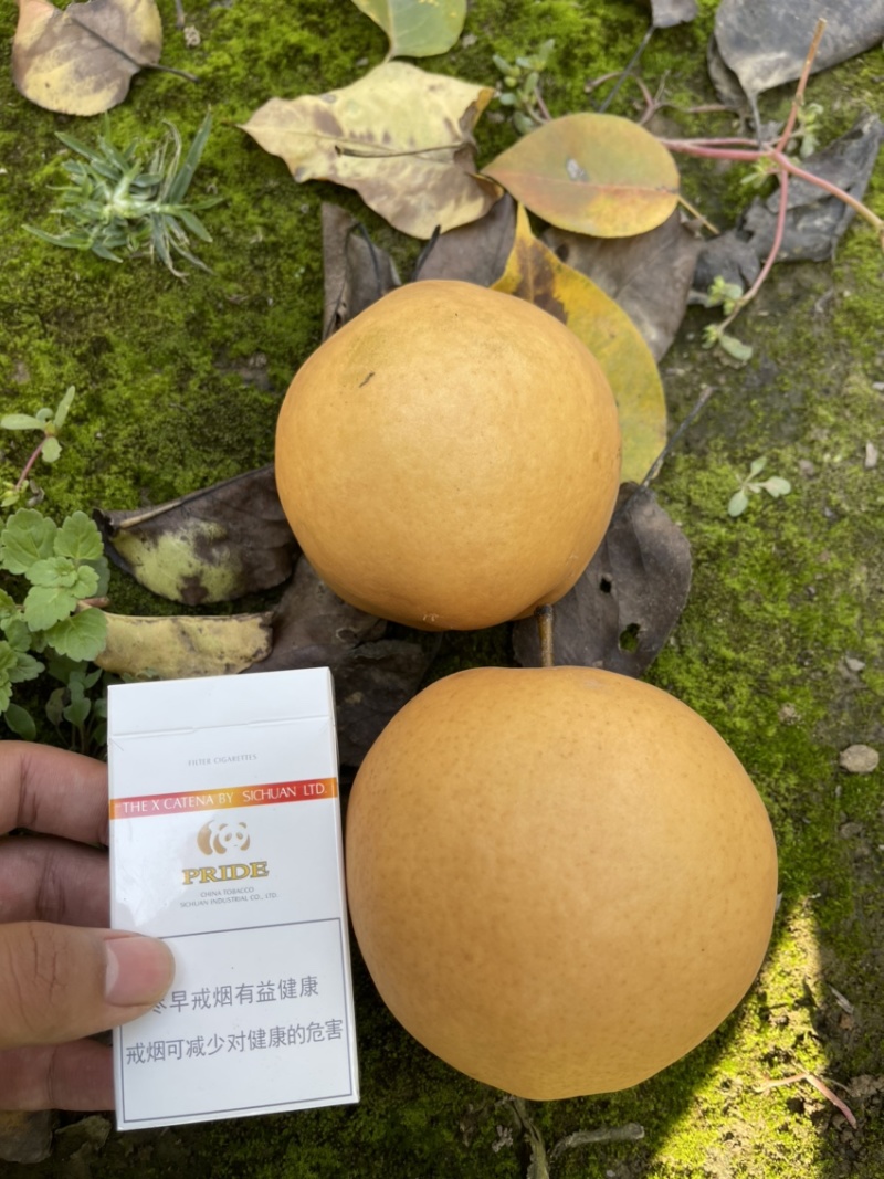 晚秋黄梨大量上市产地头茬果新鲜现货欢迎选购