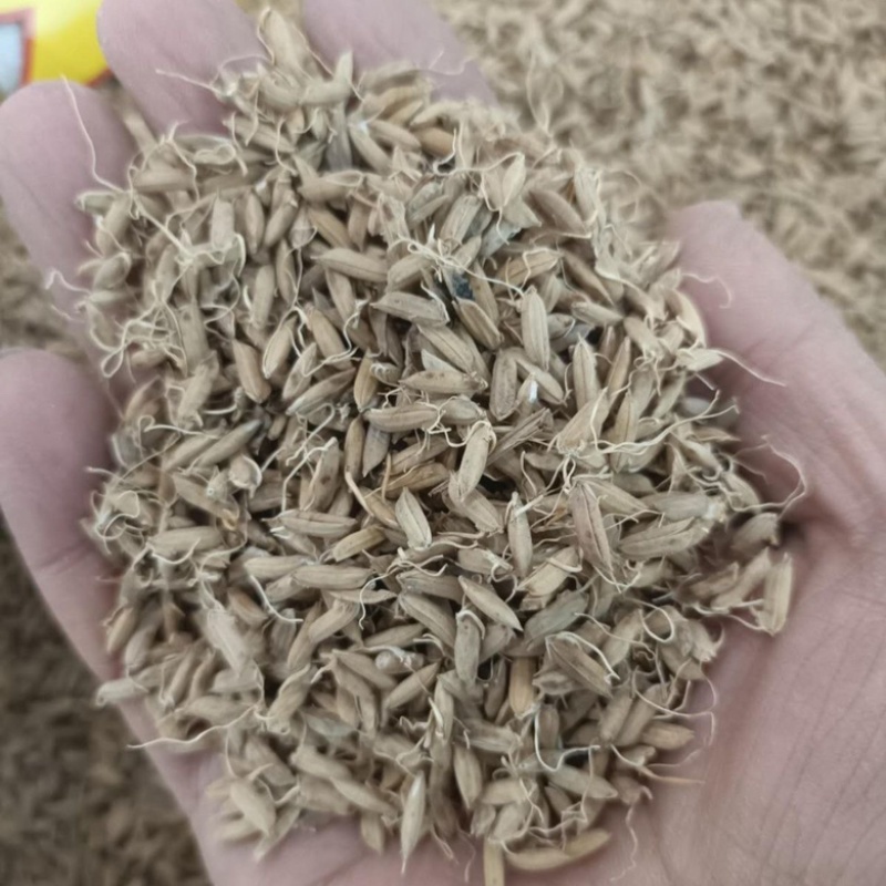 稻芽生稻芽炒稻芽规格齐一手货源中药材批发