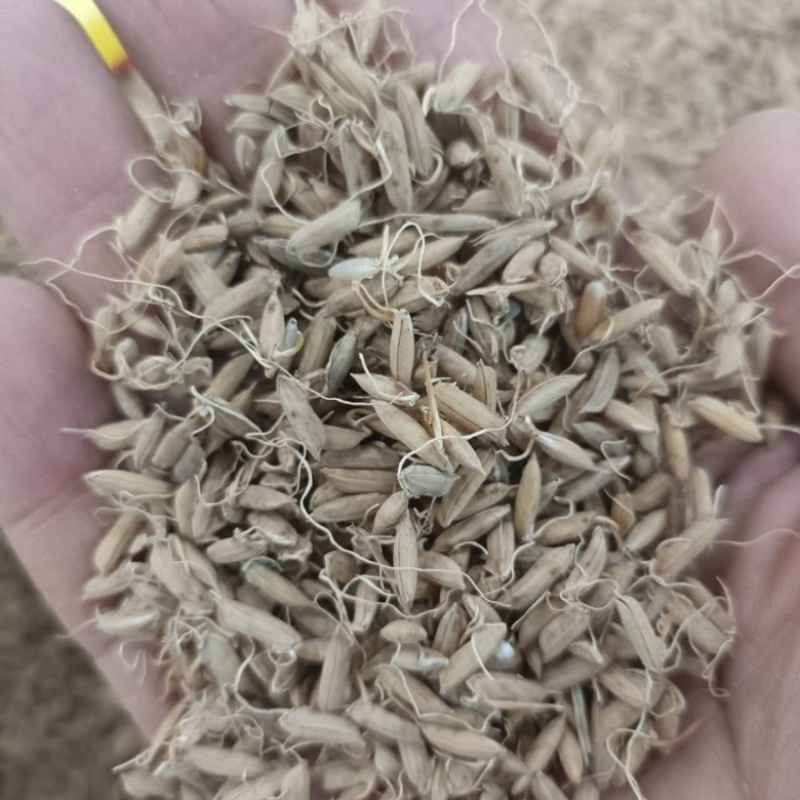 稻芽生稻芽炒稻芽规格齐一手货源中药材批发