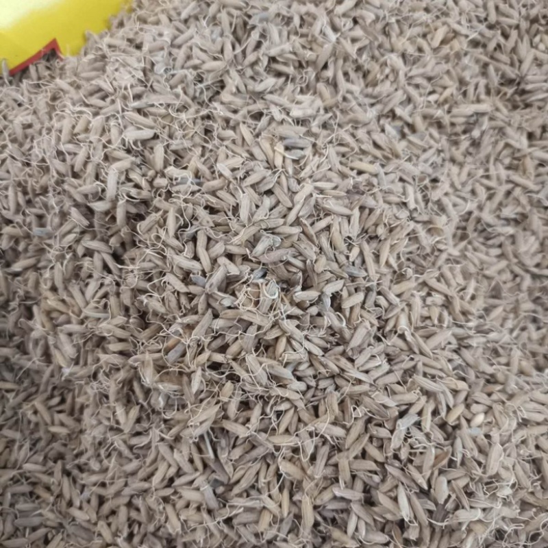 稻芽生稻芽炒稻芽规格齐一手货源中药材批发