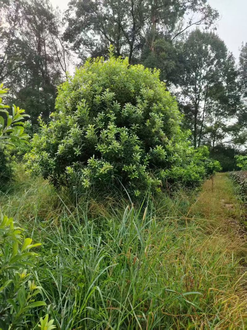 精品杨梅