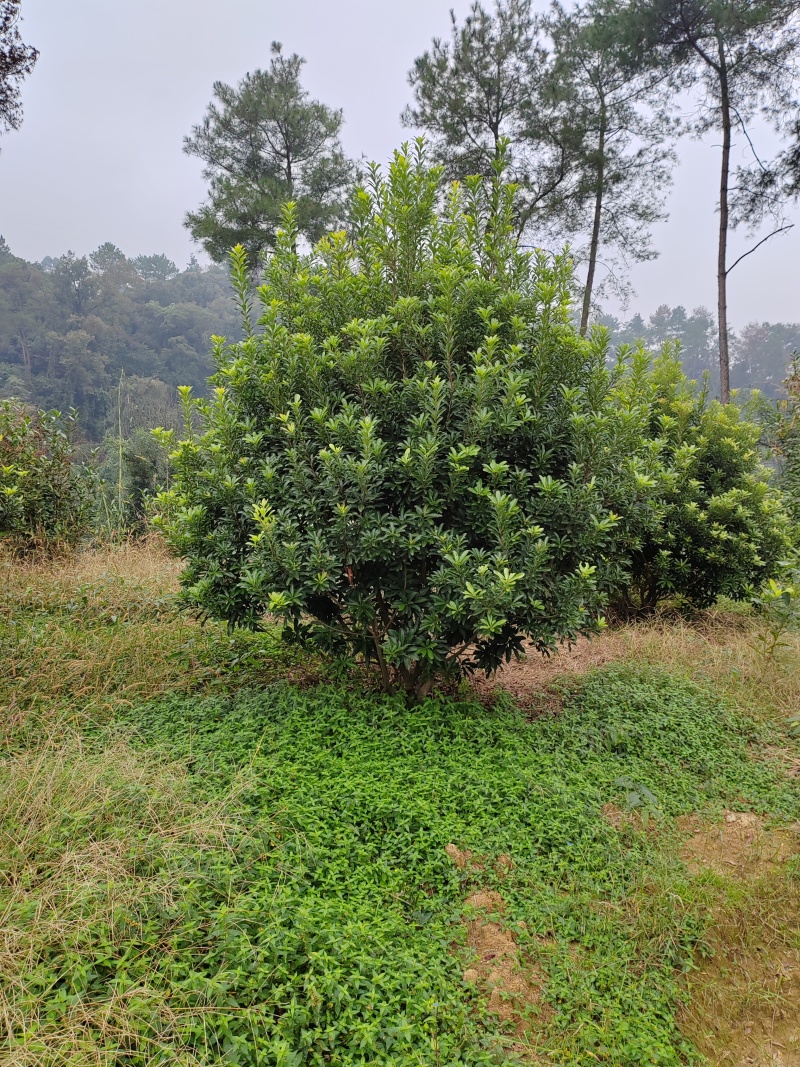 精品杨梅