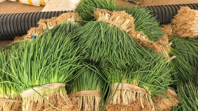 小葱香鲜产地一手货源充足，保质保量，现摘现发，欢迎来电