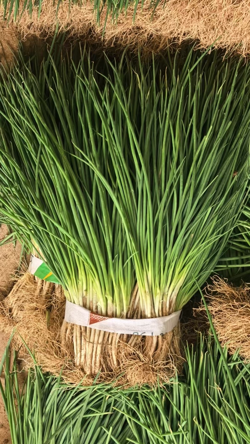 小葱香鲜产地一手货源充足，保质保量，现摘现发，欢迎来电