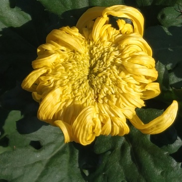 菊花