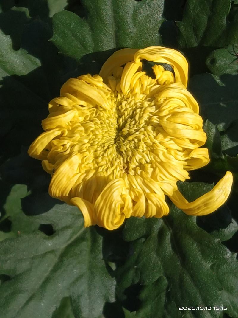 菊花