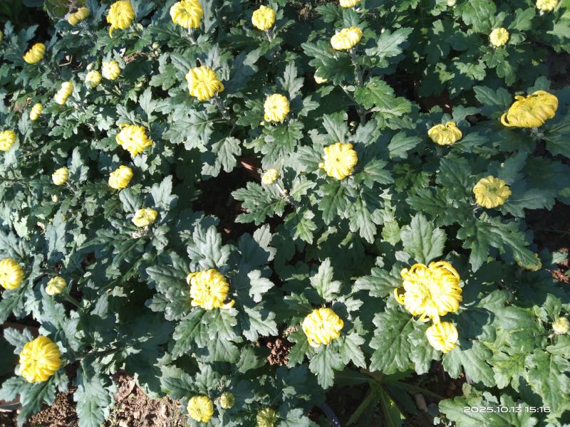 菊花