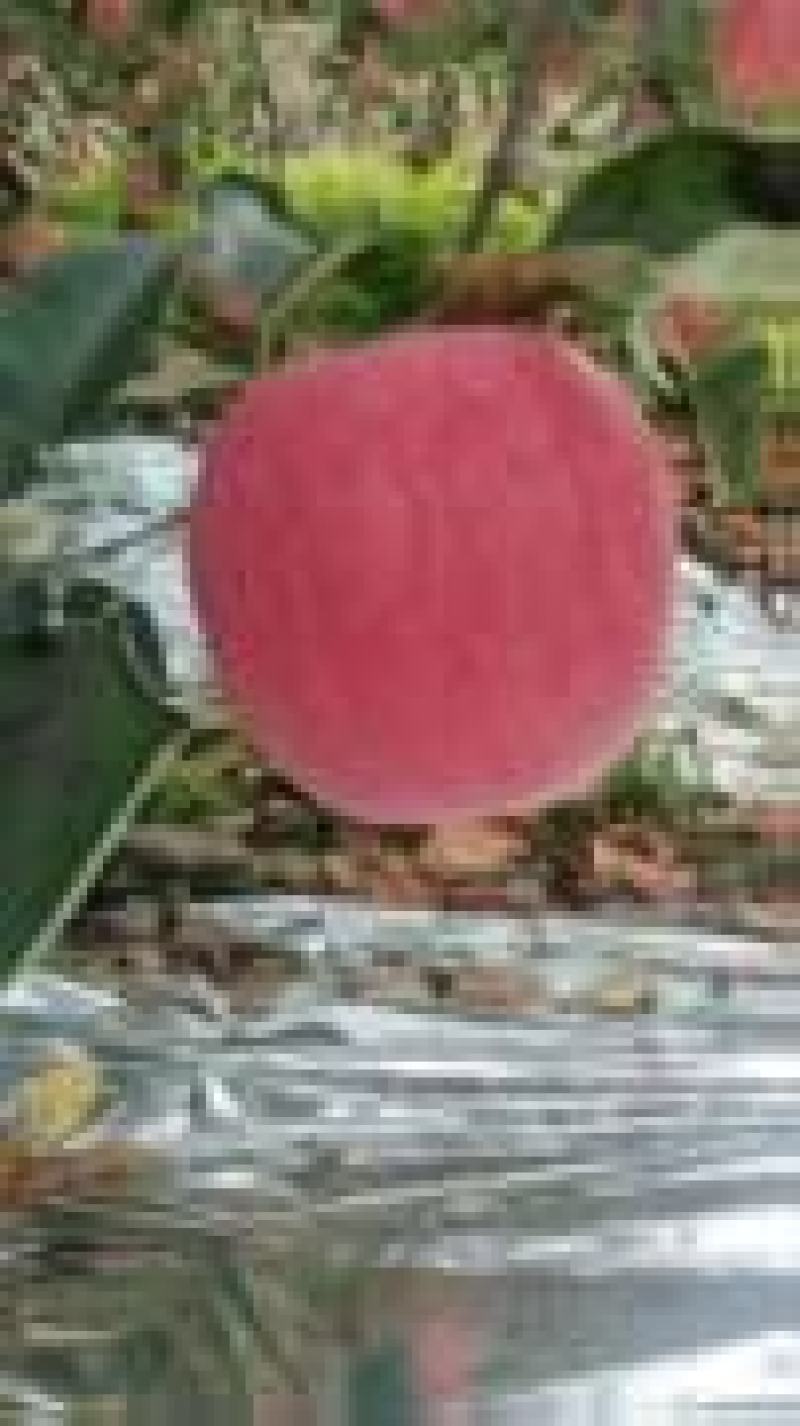 辽南精品红富士苹果大量上市，产地直发，品质保证服务周到