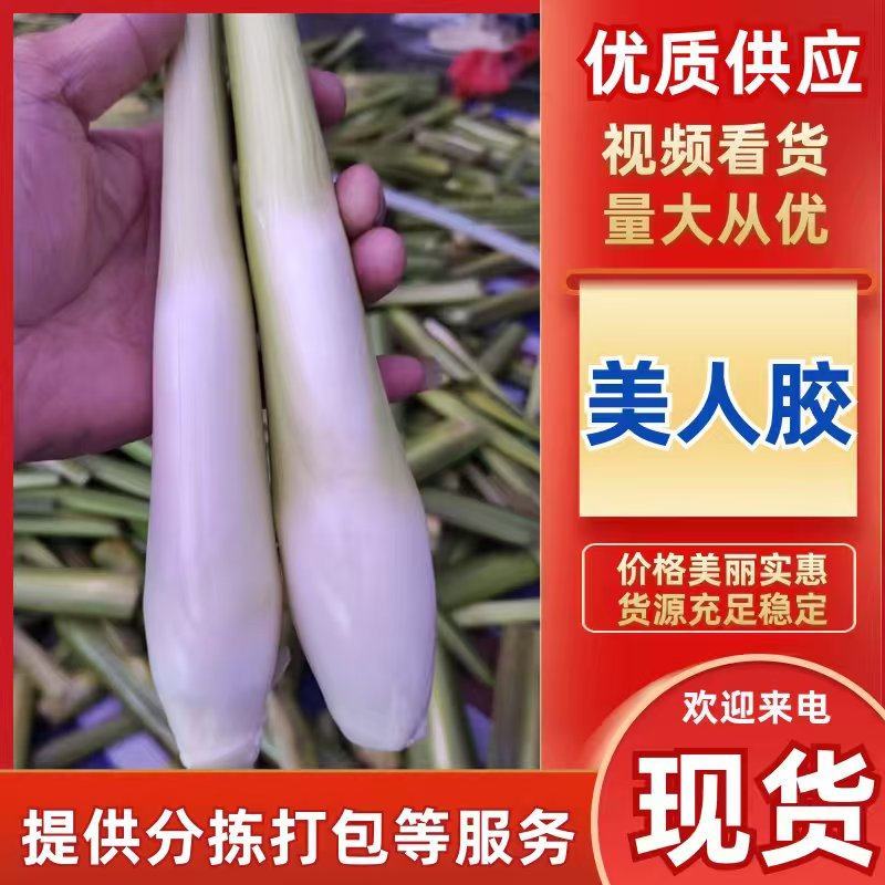 美人茭大量批发走货对接商场超市批发市场等各种规格各种货品
