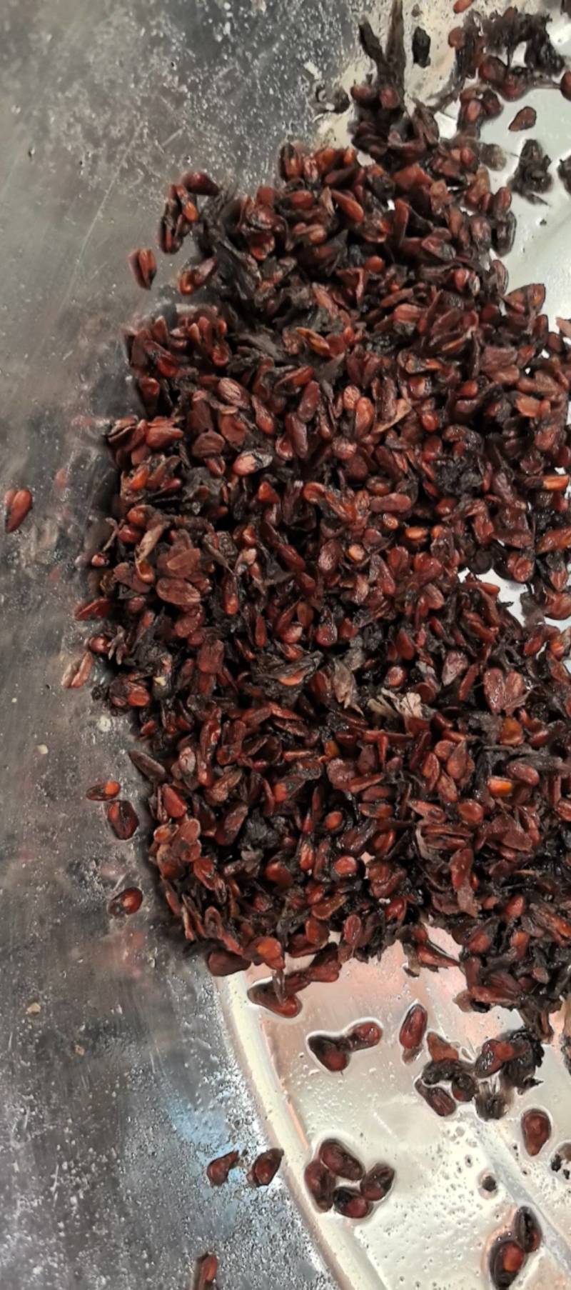 诺丽果籽诺丽果子诺丽果仁可榨油可方药材