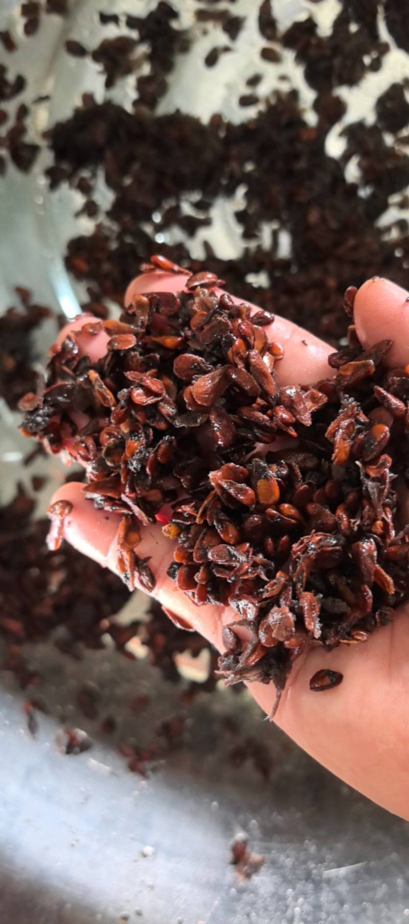 诺丽果籽诺丽果子诺丽果仁可榨油可方药材