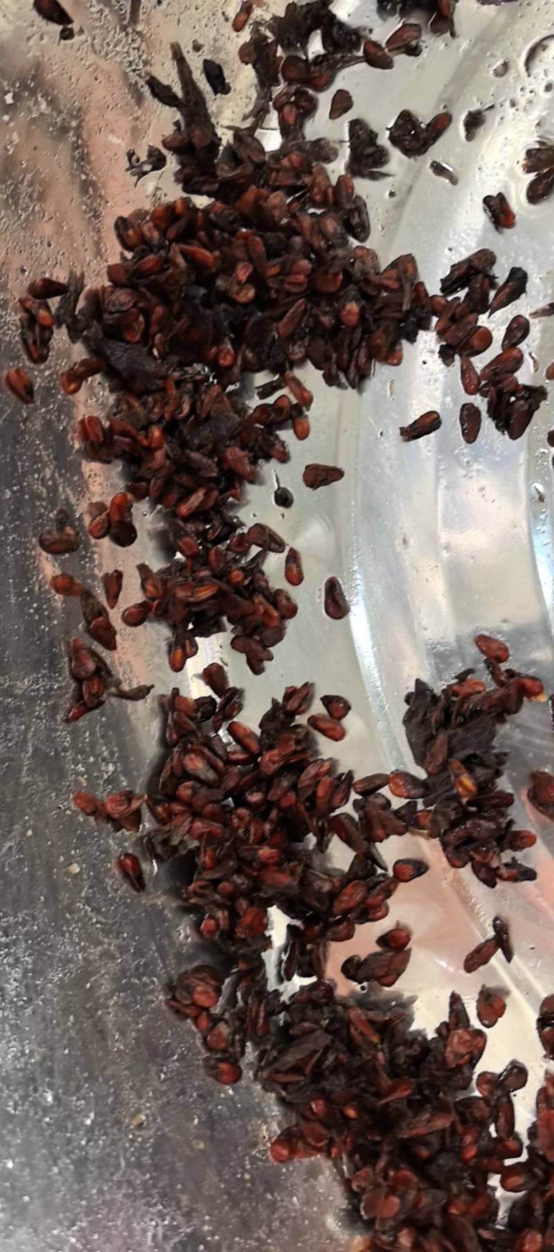 诺丽果籽诺丽果子诺丽果仁可榨油可方药材