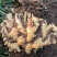 安徽精品生姜大黄姜产地一手货源量大从优价格实惠