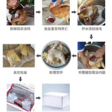 黑龙江大笨鸡