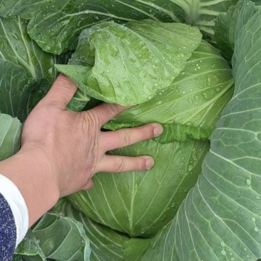 精品高原，扁包菜，芯微虚，盘25～35