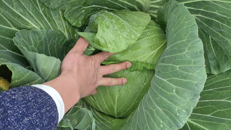 精品高原，扁包菜，芯微虚，盘25～35