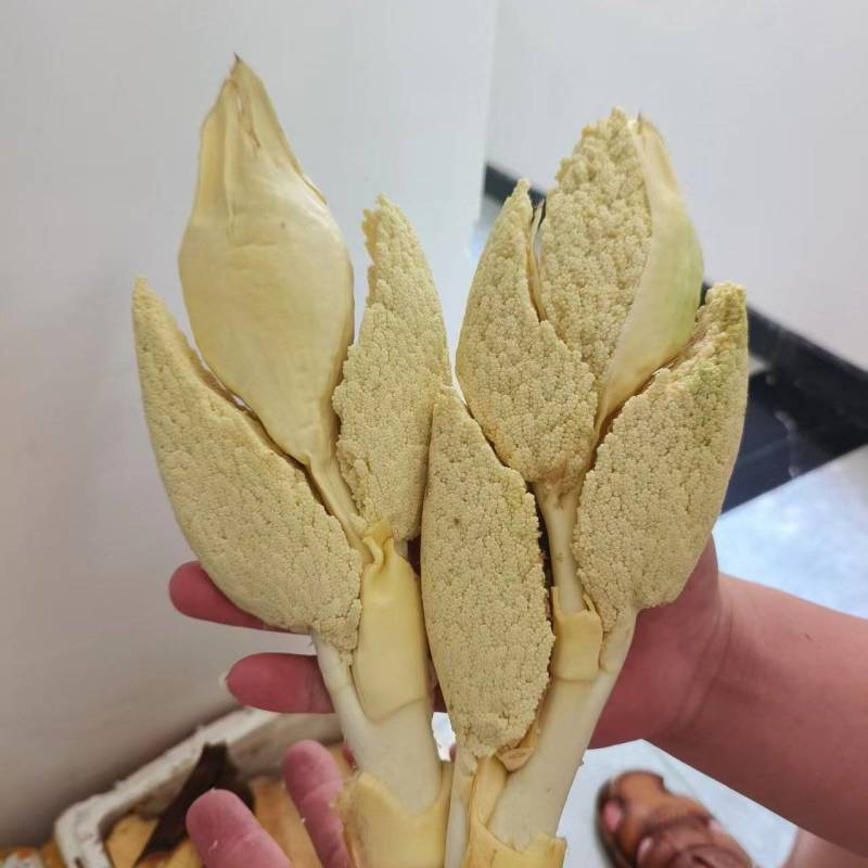 树棕包