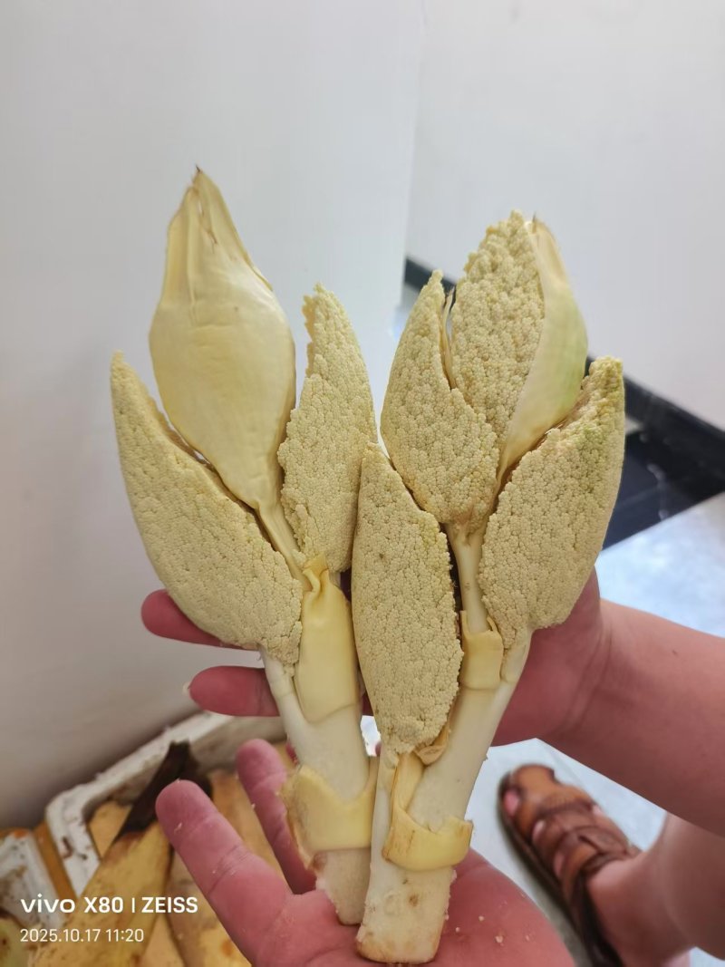 树棕包