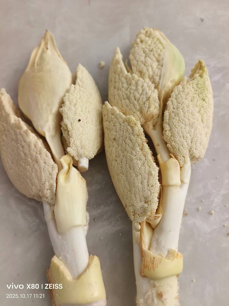 树棕包