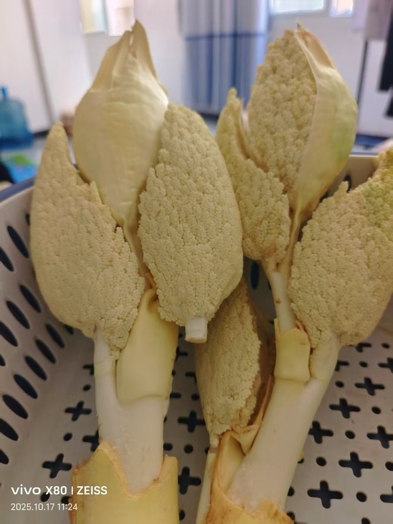 树棕包