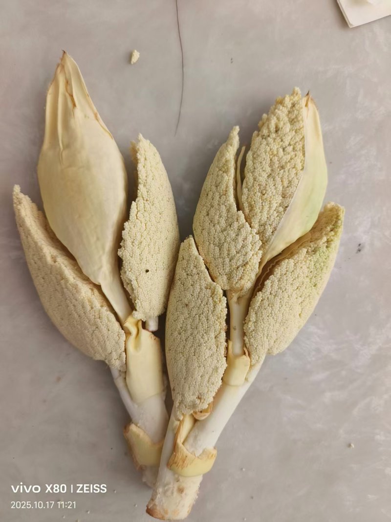树棕包
