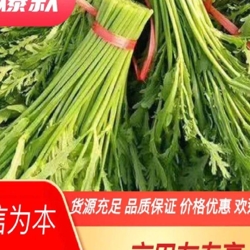 大量供应精品茼蒿，超高茼蒿