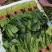大量供应菠菜