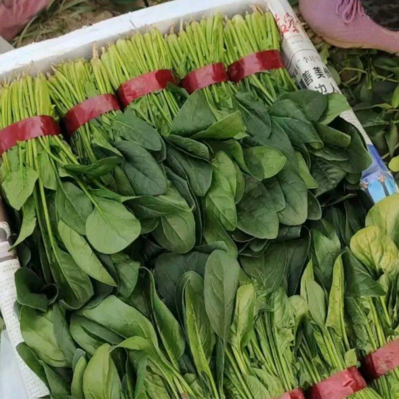 大量供应菠菜