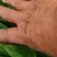 大量供应菠菜