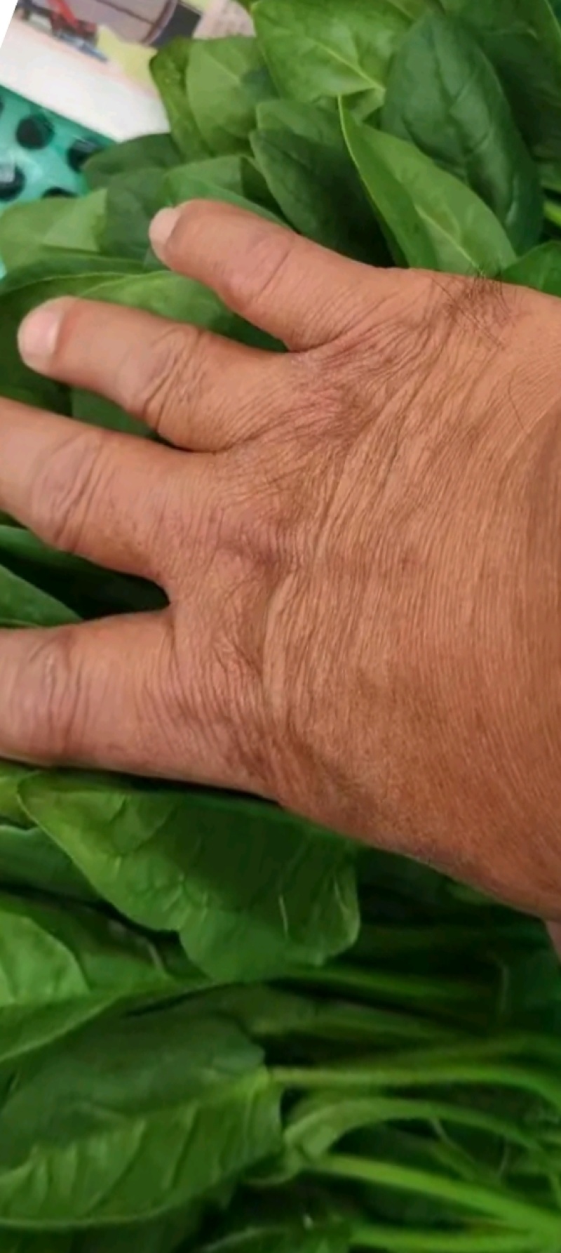 大量供应菠菜
