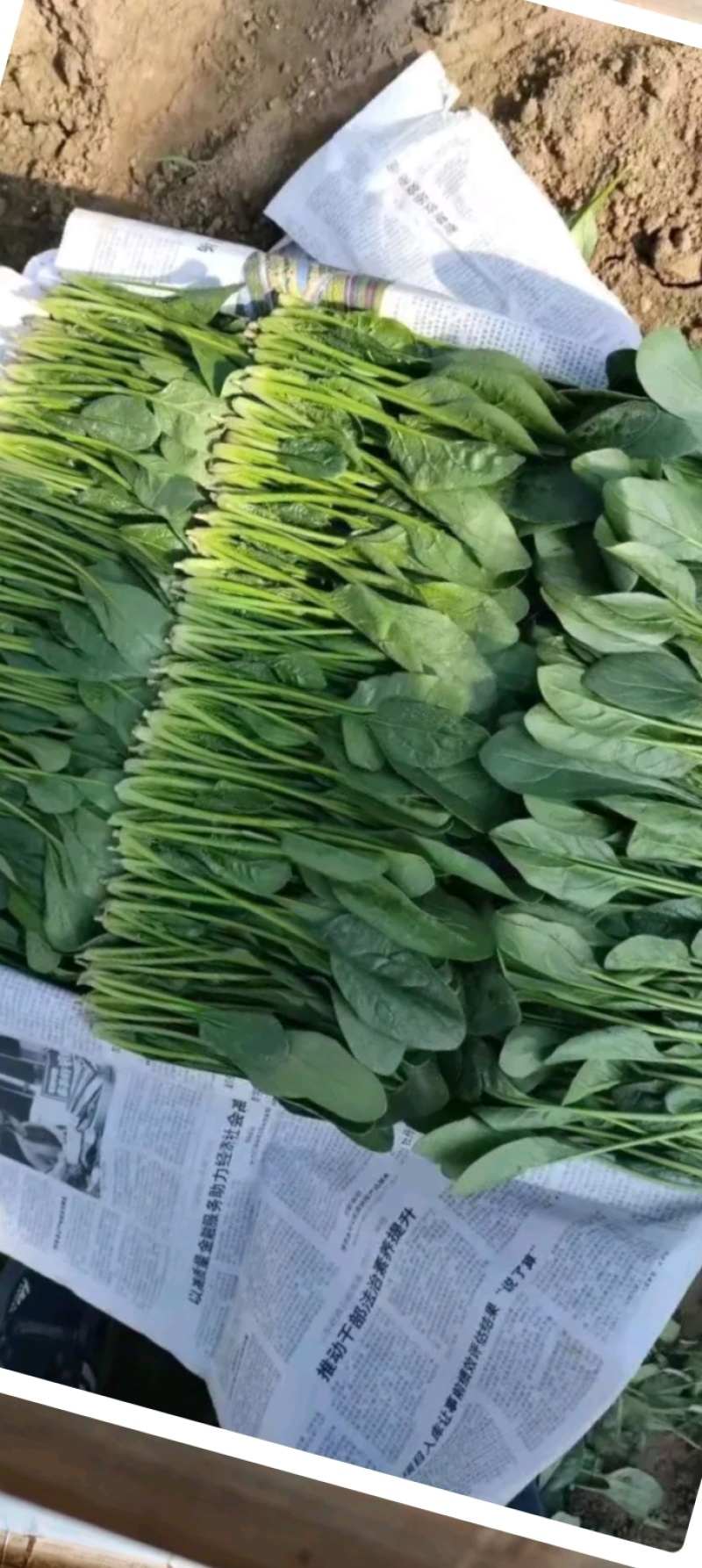 大量供应菠菜
