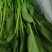 大量供应菠菜