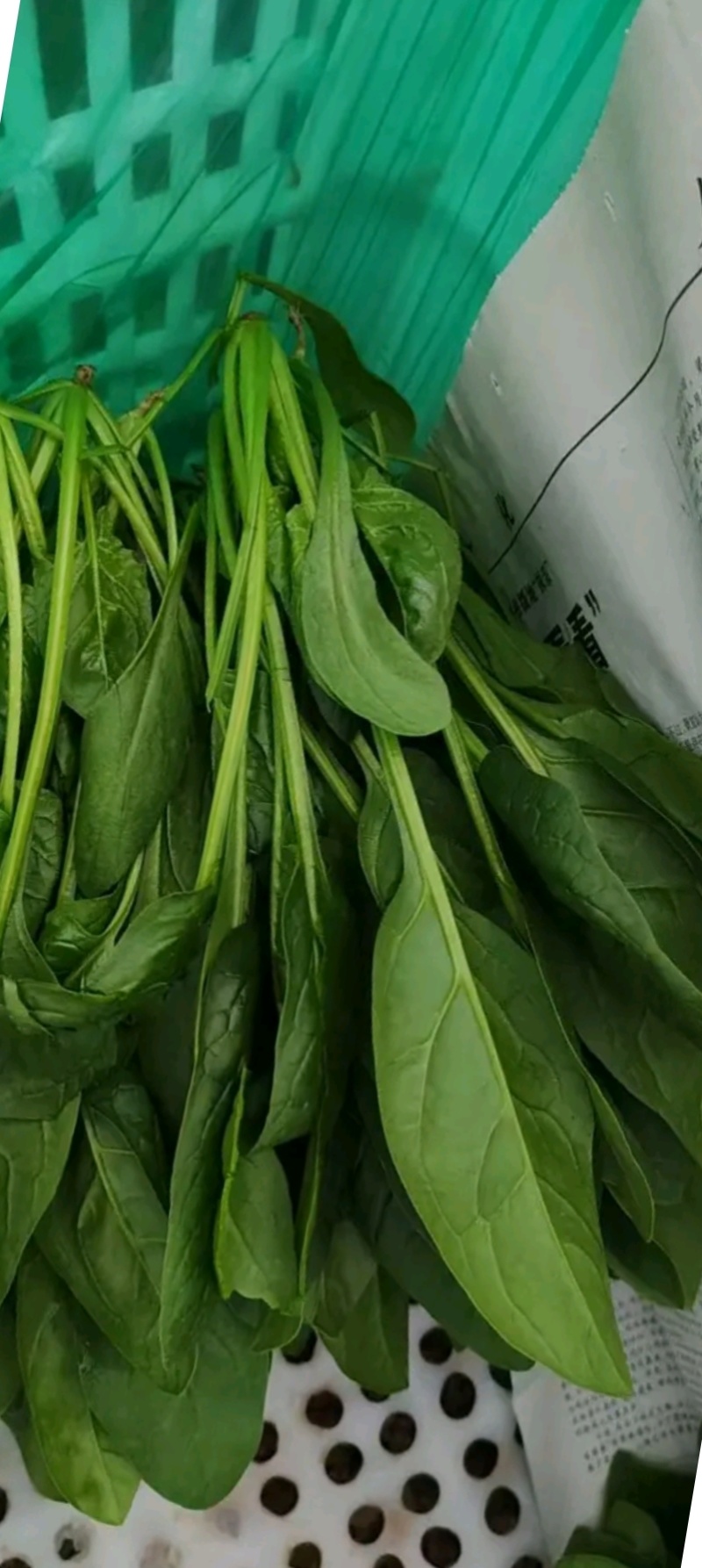 大量供应菠菜