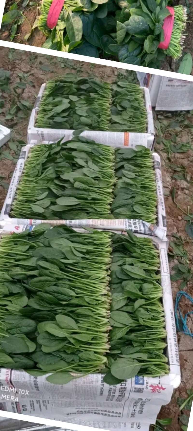 大量供应菠菜