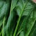 大量供应菠菜