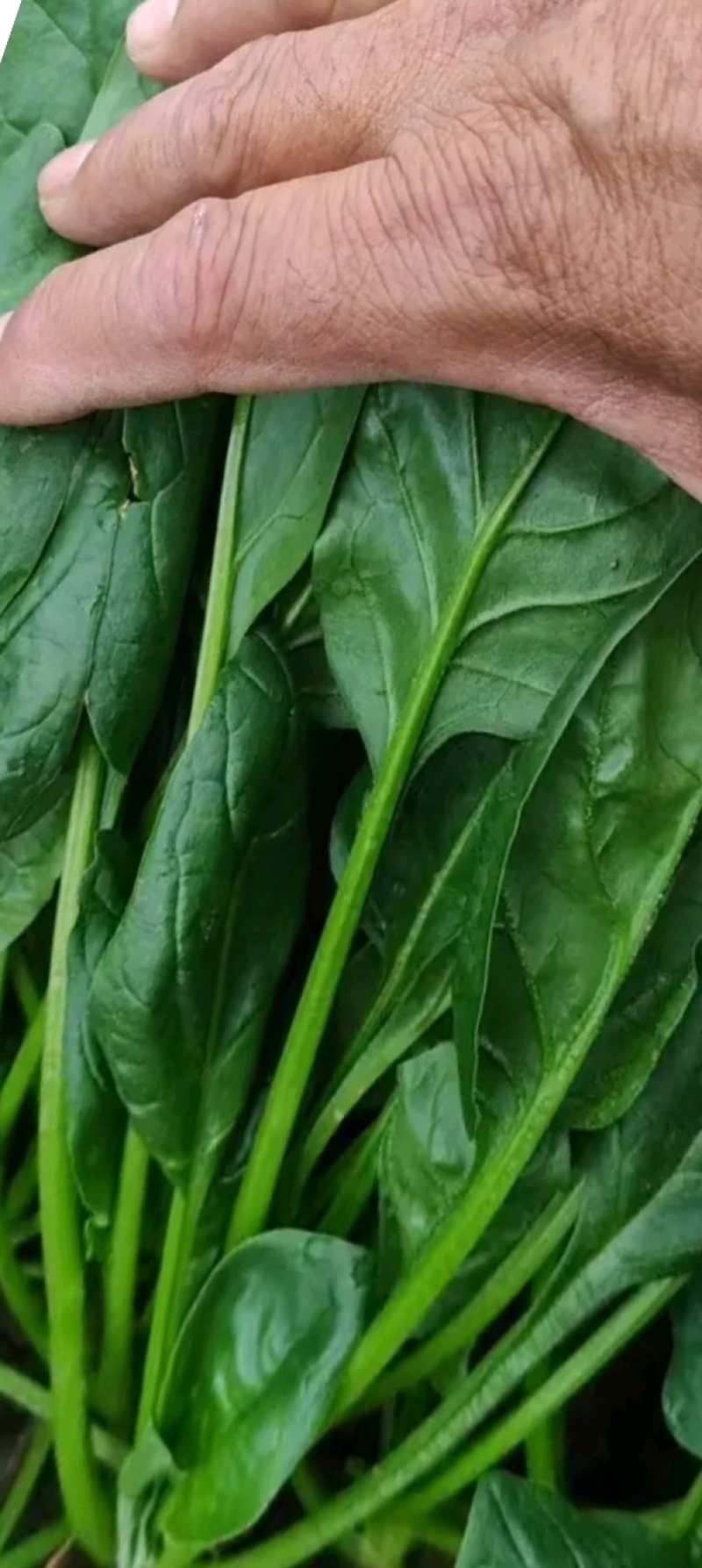 大量供应菠菜