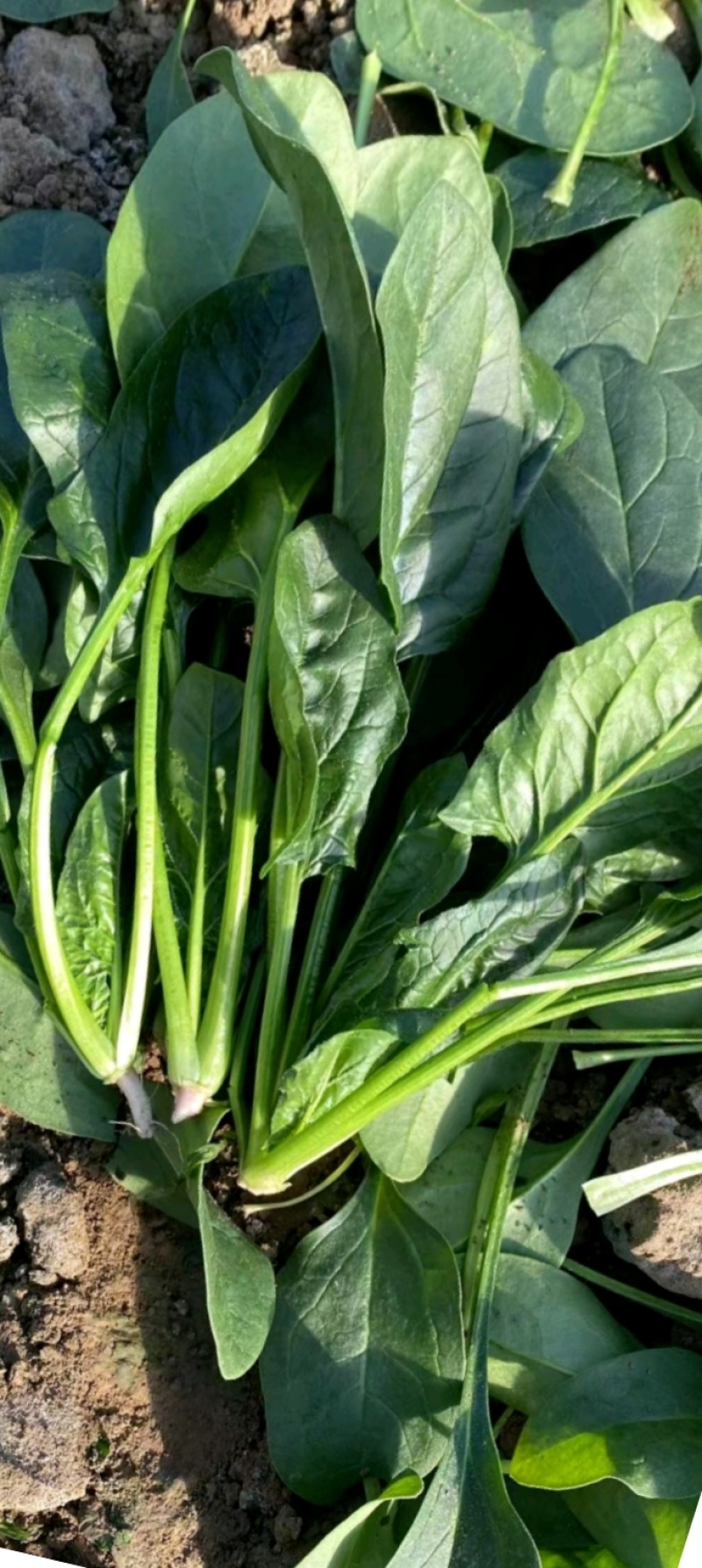大量供应菠菜