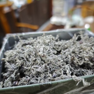 恩施来凤藤茶