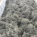 恩施来凤藤茶