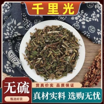 千里光九里明九里光新货质量量大从优中药材批发