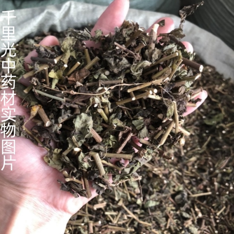 千里光九里明九里光新货质量量大从优中药材批发