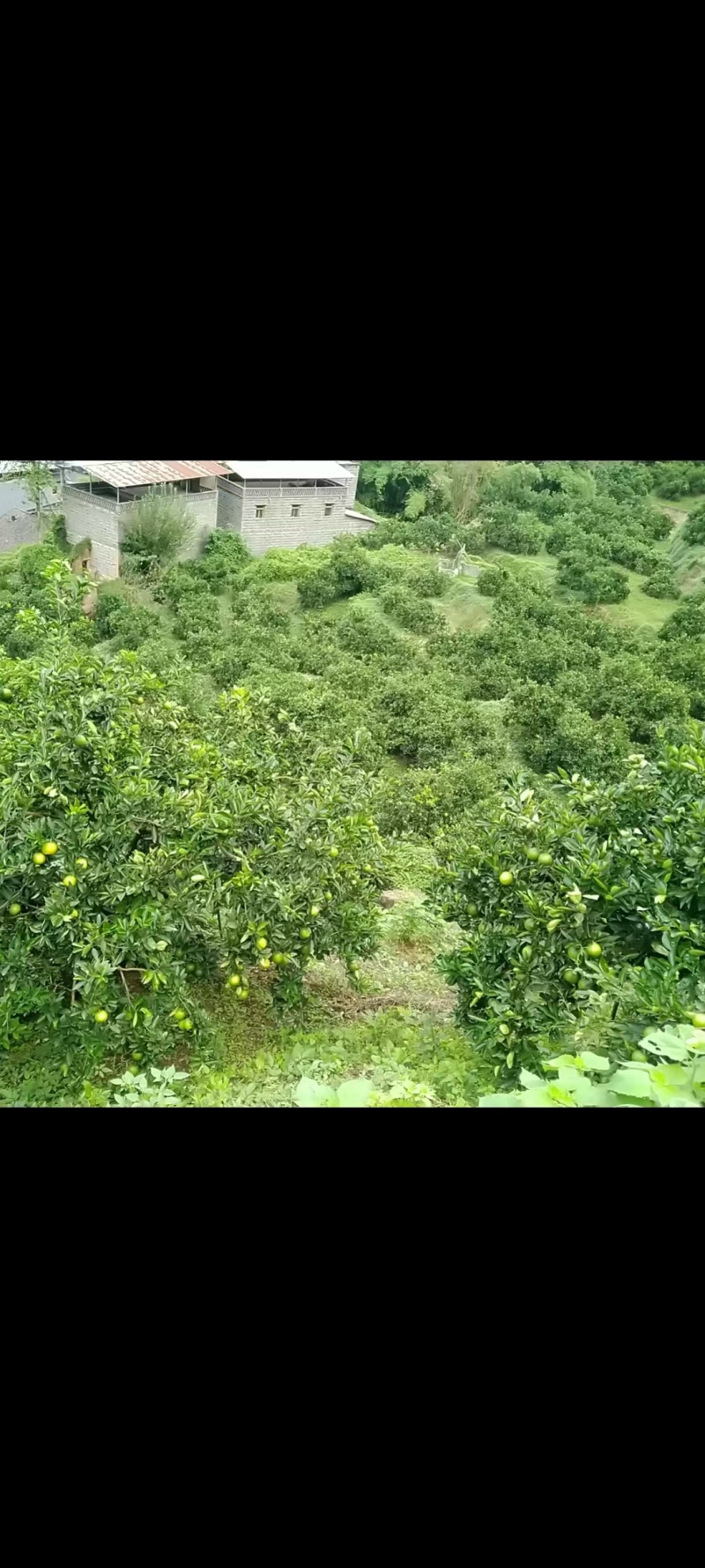 中华红橙